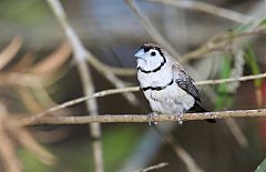 Double-barred Finch